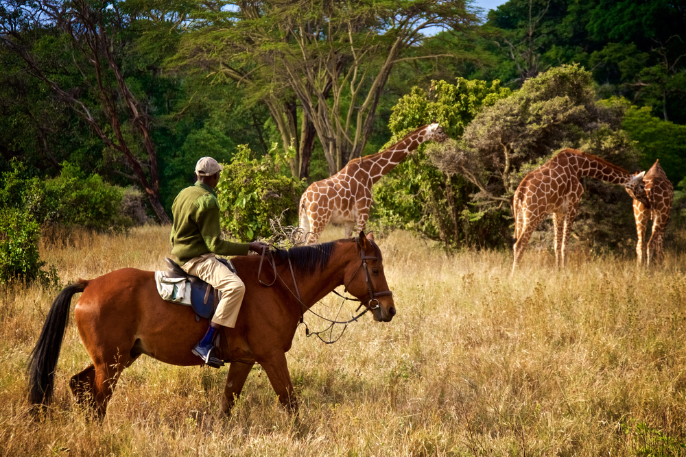 Ranger Riding Horse Seeing Giraffes