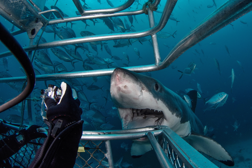 Underwater with Great White Shark