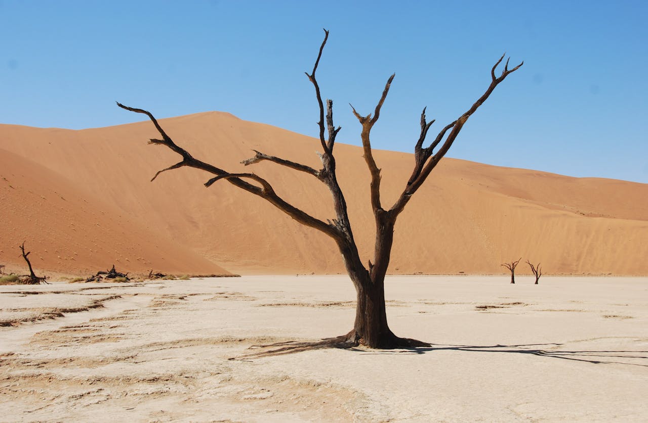 A Leafless Tree on the Desert