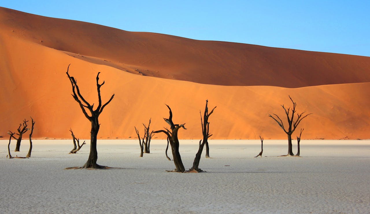 Bare Trees in Desert