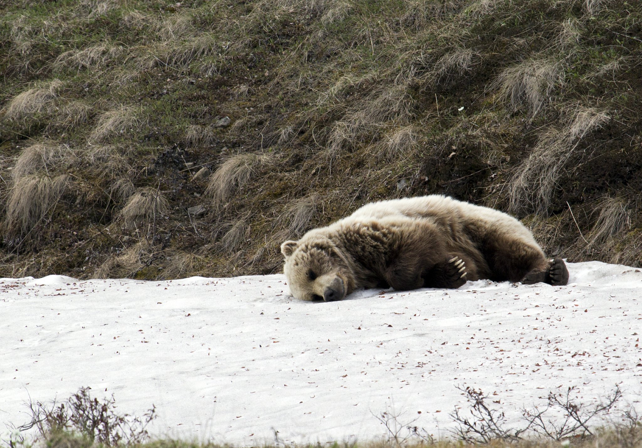 bear sleeping