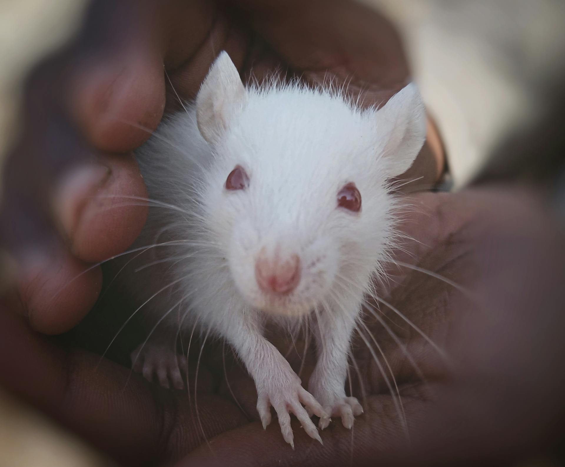 white rat