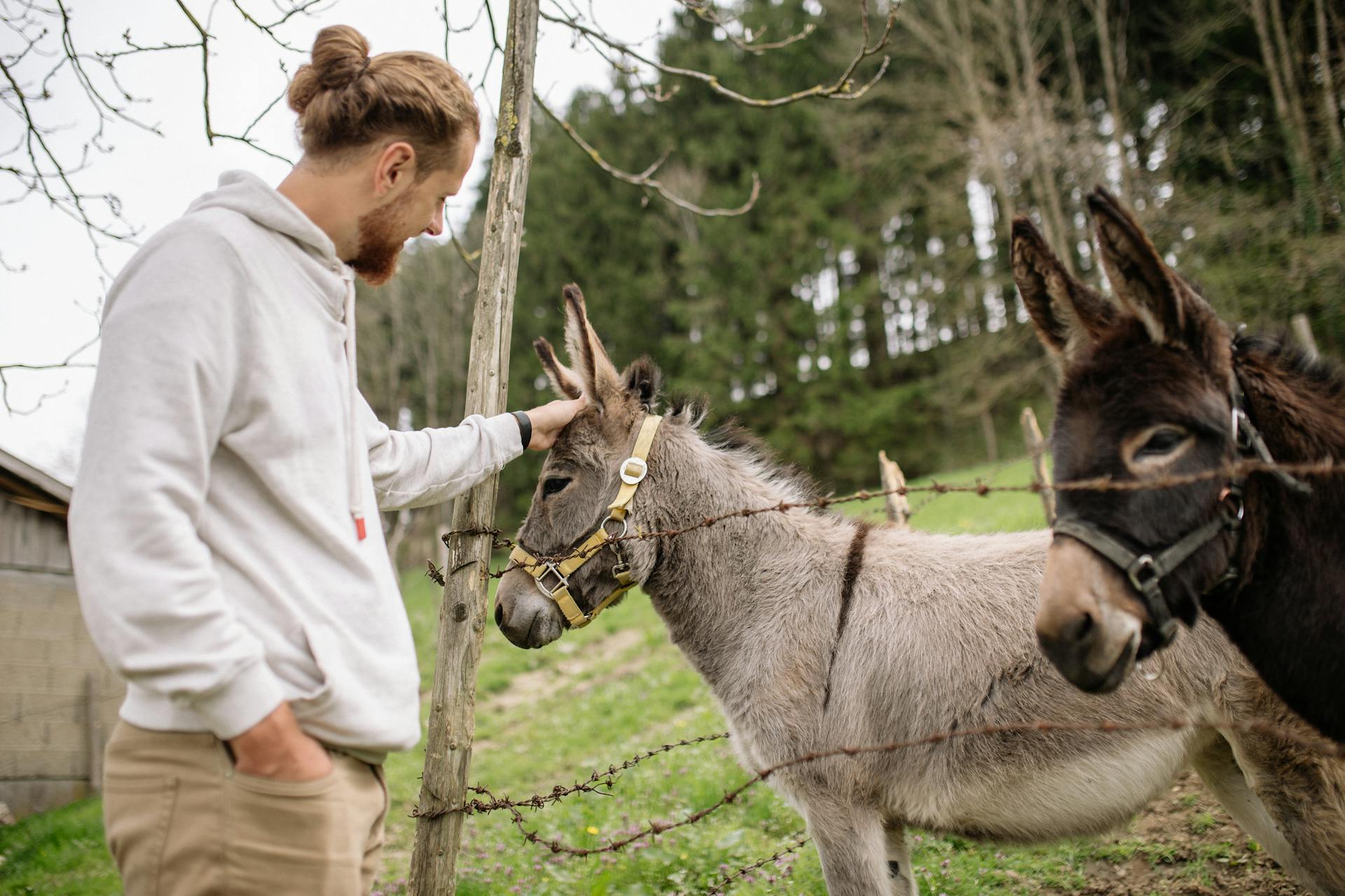 petting a donkey