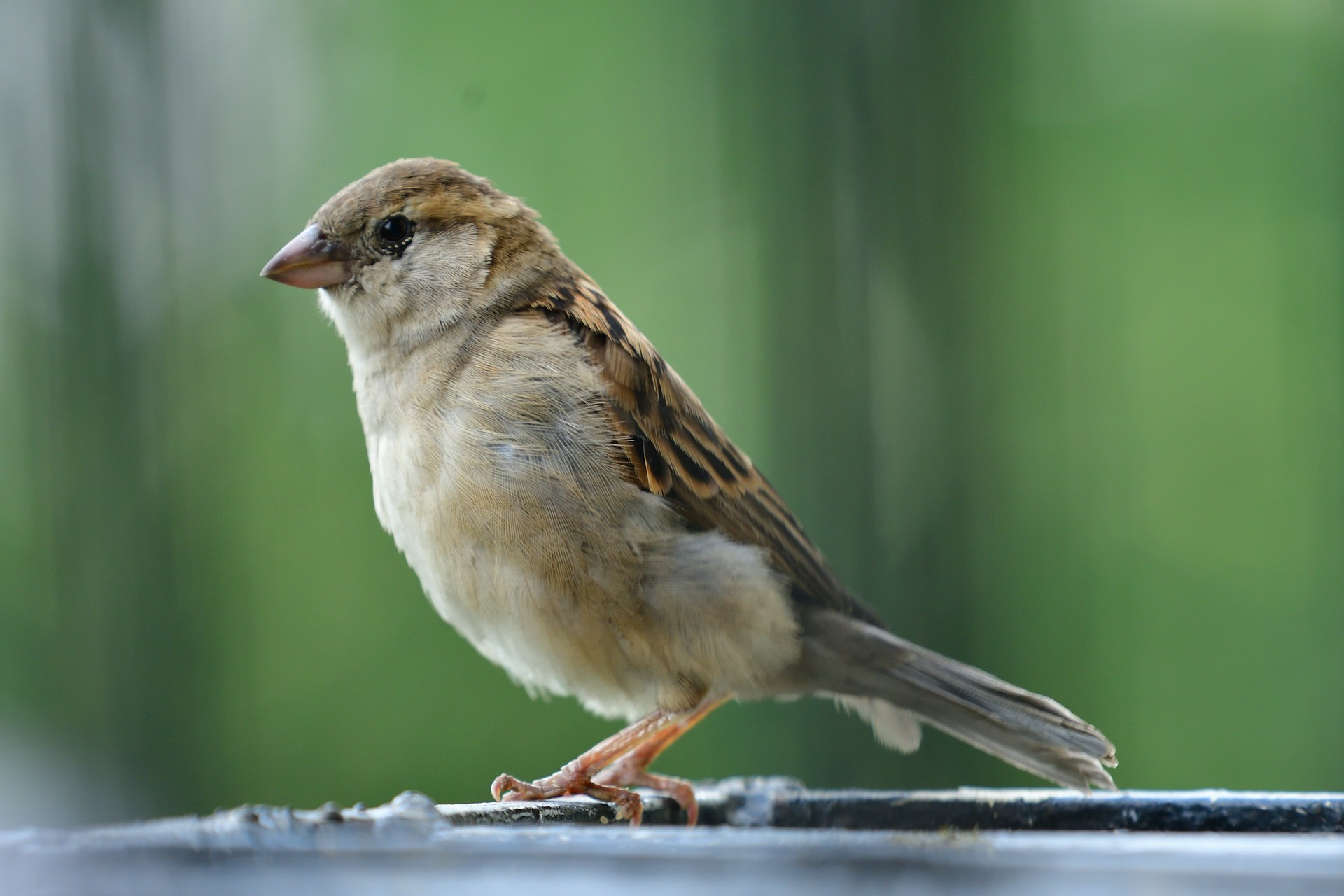 sparrow standing on fence