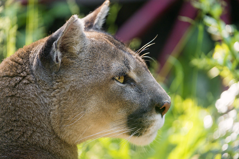 Profile of a puma