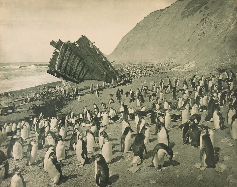 Penguins on the beach of Macquarie Island, 1911.