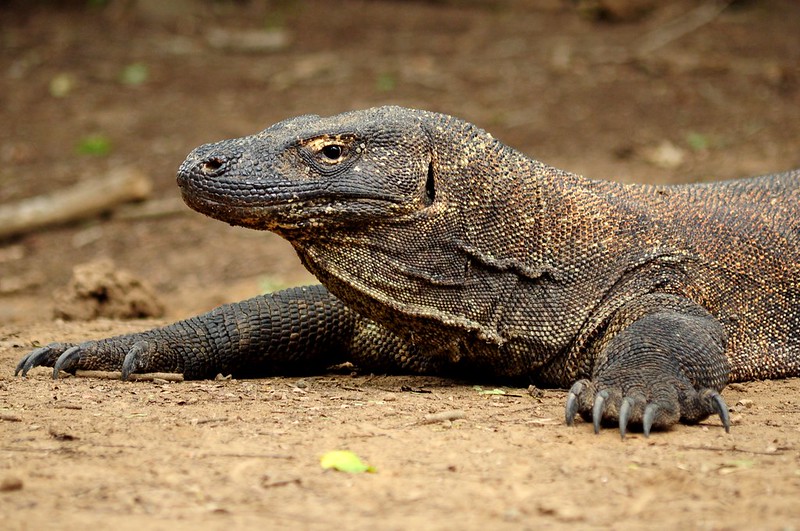 Komodo dragon on komodo Island