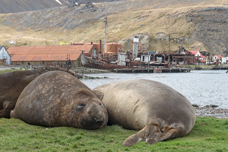 Elephant seals snoring at former whaling station Grytviken, South Georgia Island.