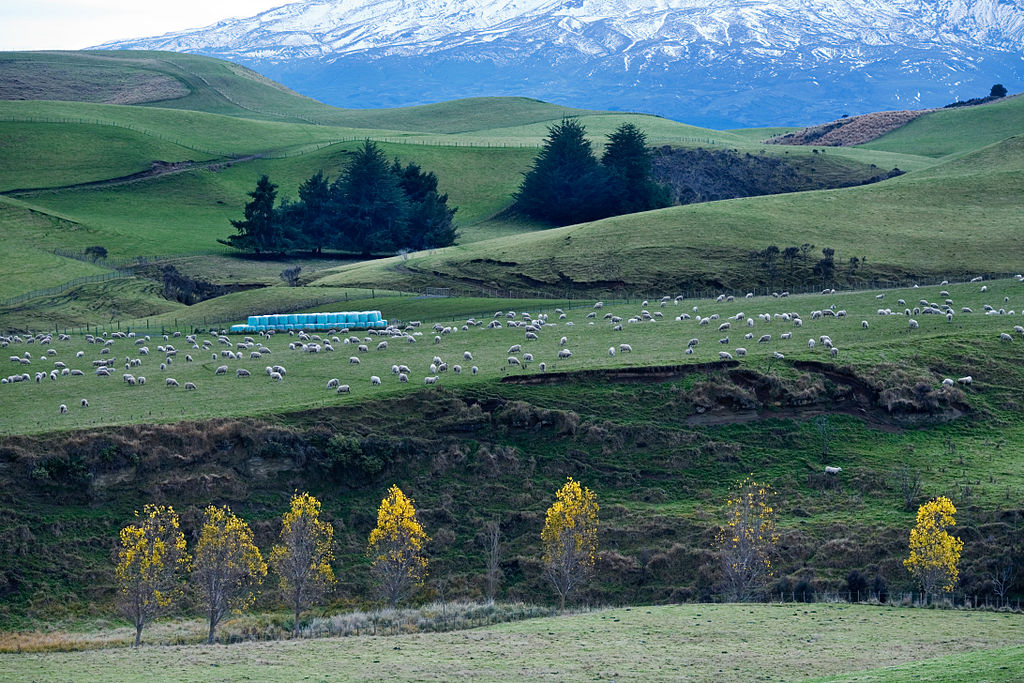 Sheep in New Zealand Landscape close to Mount Ruapehu