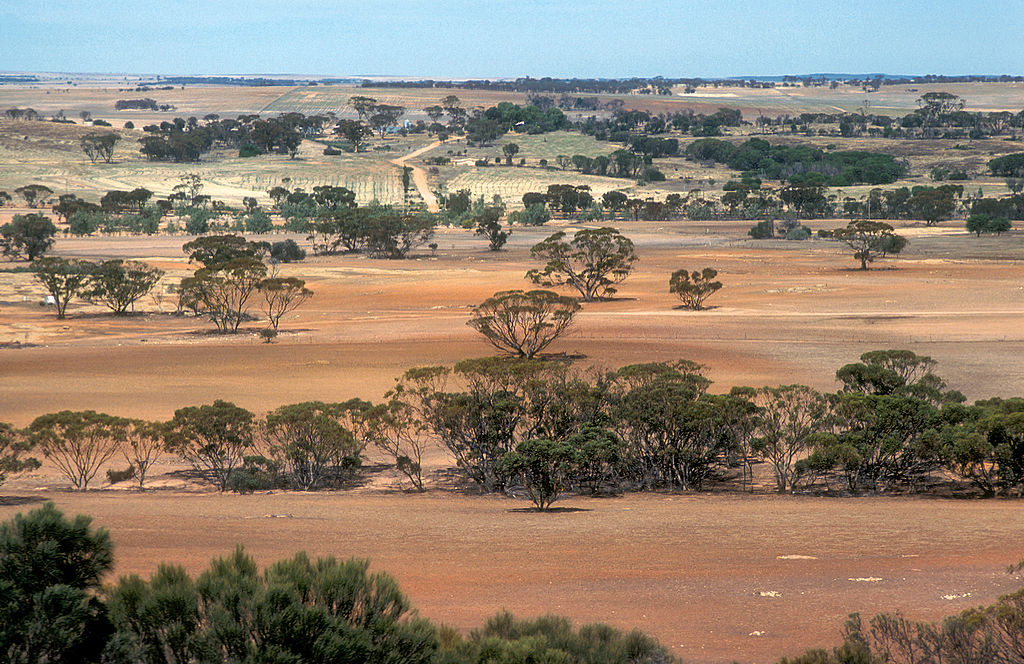 Landscape view of farmland near Bruce Rock in the Western Australian wheat belt