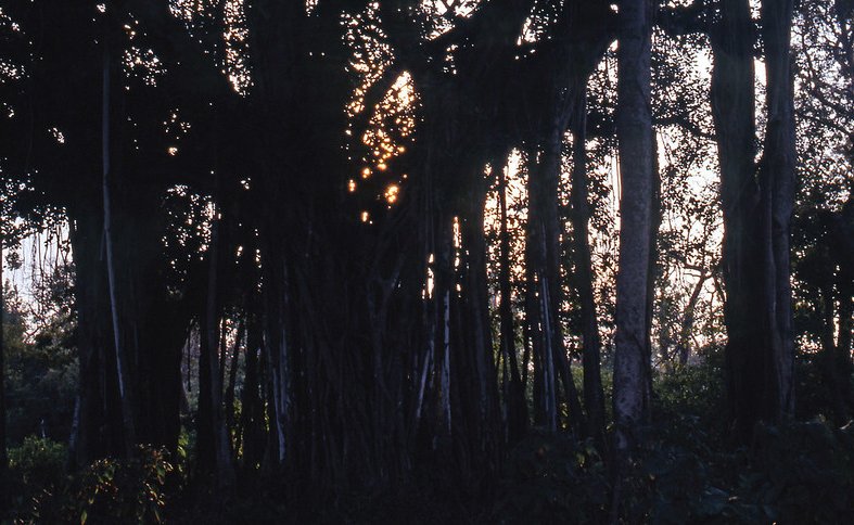 Landscape Photo of thick forest in the Uttar Pradesh Region, India.