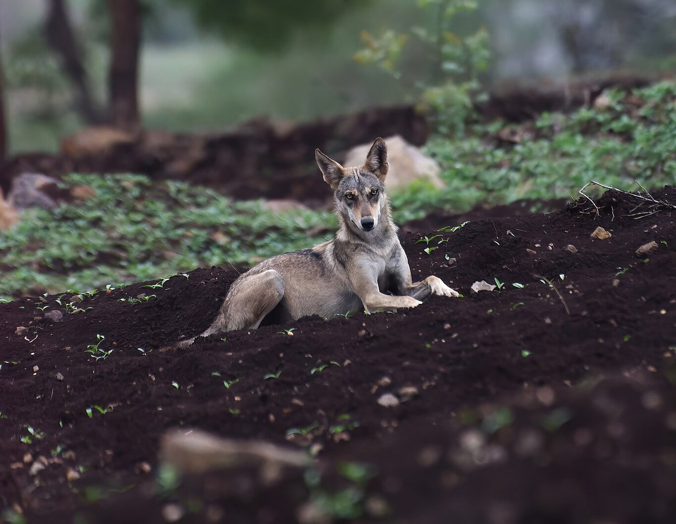 Close Up Photo of The Gray wolf subspecies known as the Indian wolf (Canis lupus pallipes)