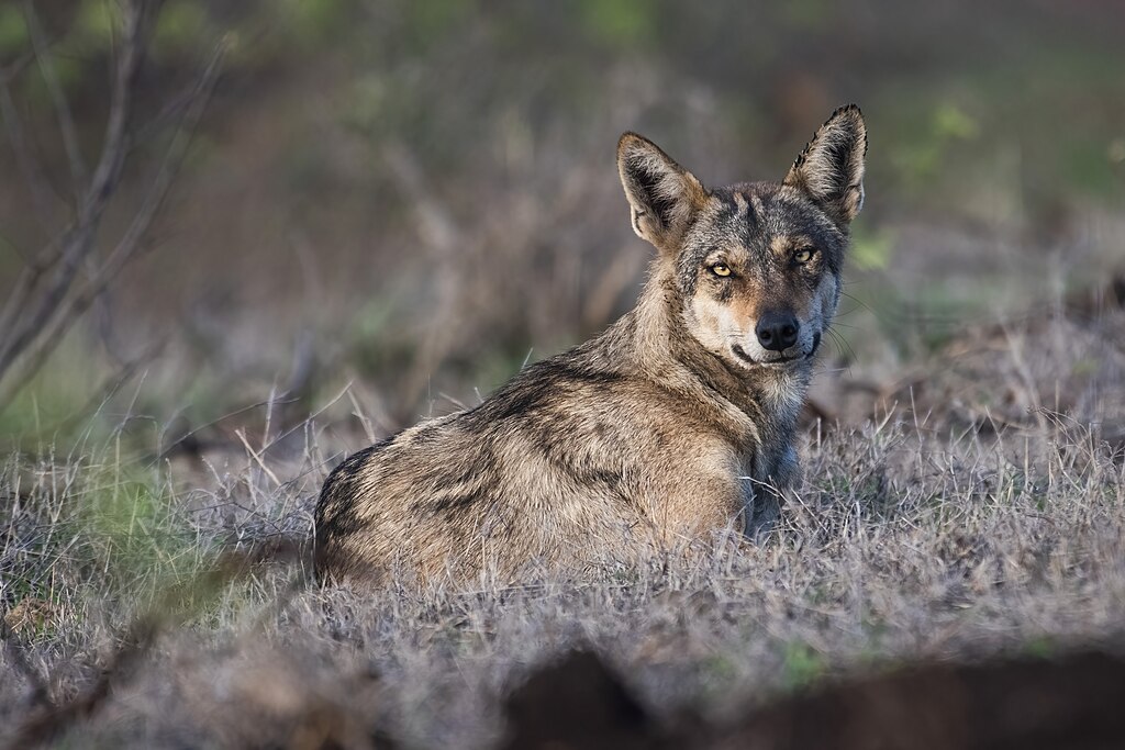 Close Up Photo of The Gray wolf subspecies known as the Indian wolf (Canis lupus pallipes)