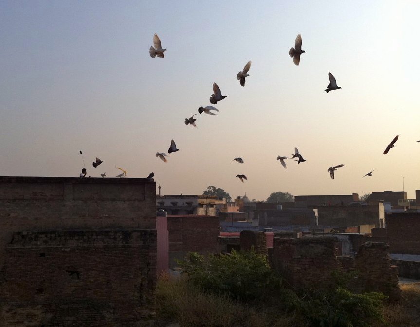 Pigeons On The Roofs Of Agra, India