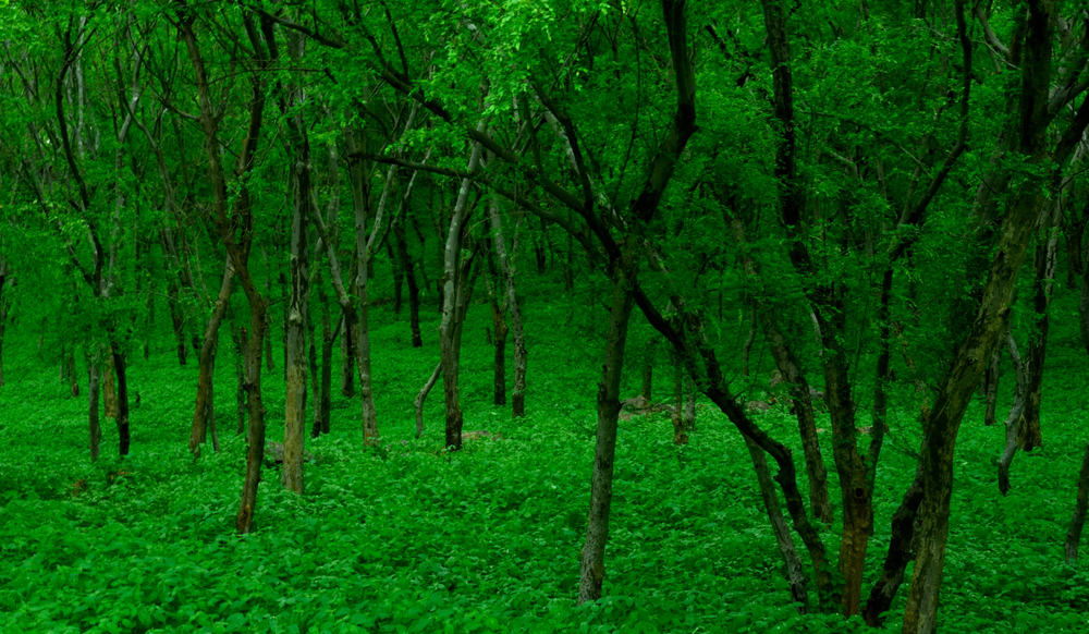 This is road sided jungle near to Jhansi city Uttar Pradesh India