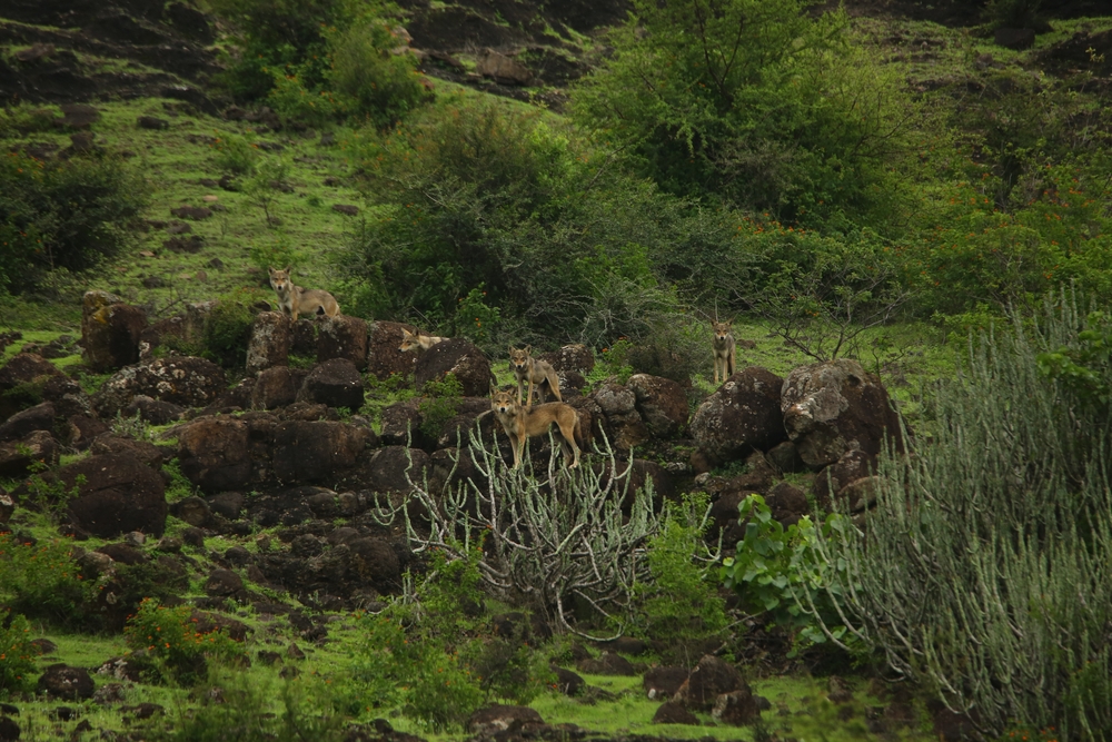 Photo of Indian wolf (Canis lupus pallipes) Pack in their natural habitat