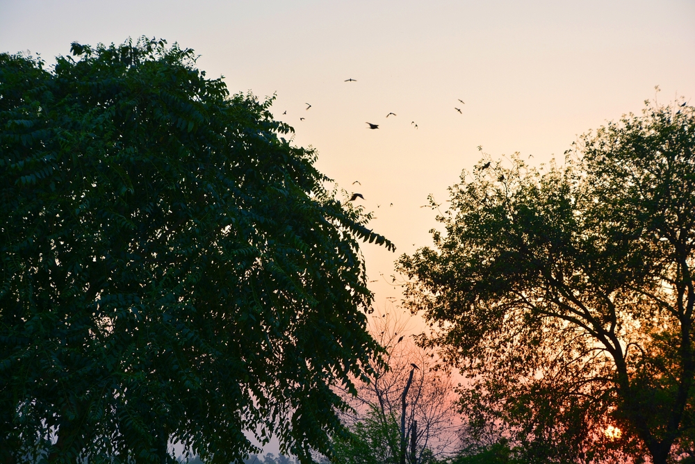 Landscape Photo of Sunset over the forest Agra.