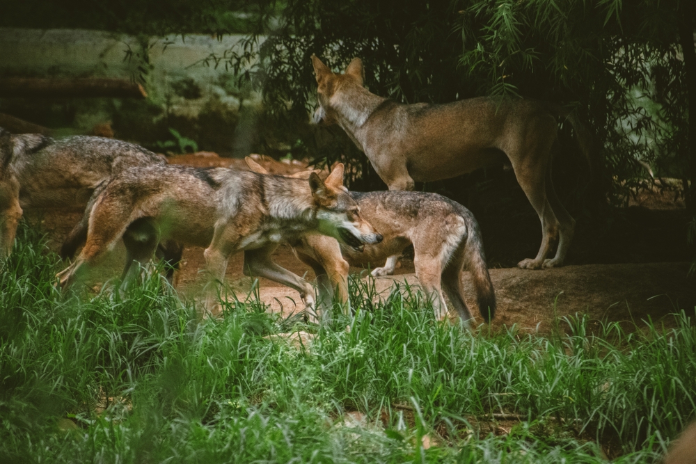 Pack of Indian gray wolves moving in the jungle.