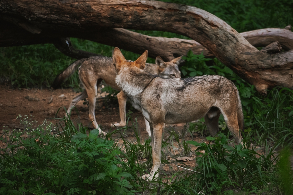 Two Indian gray wolves spotted in the jungle, closeup shot