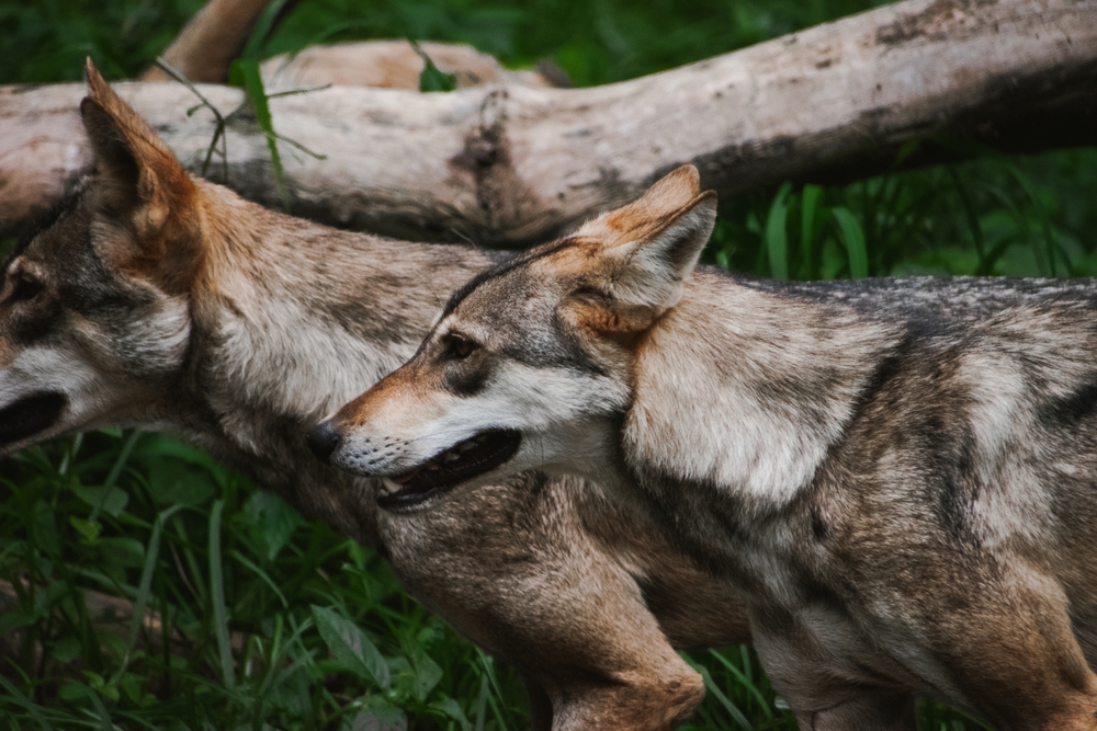 Two Indian gray wolves spotted in the jungle, closeup shot