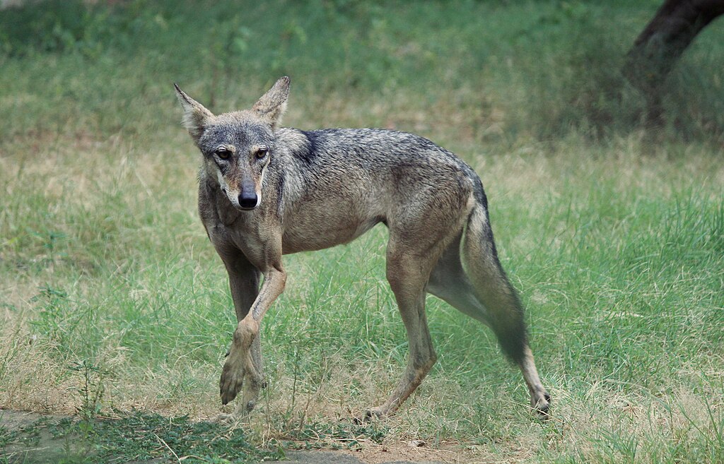 The Gray wolf subspecies known as the Indian wolf (Canis lupus pallipes) is a member of the Canidae family