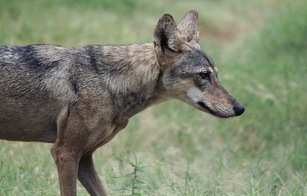 Close Up Photo of The Gray wolf subspecies known as the Indian wolf
