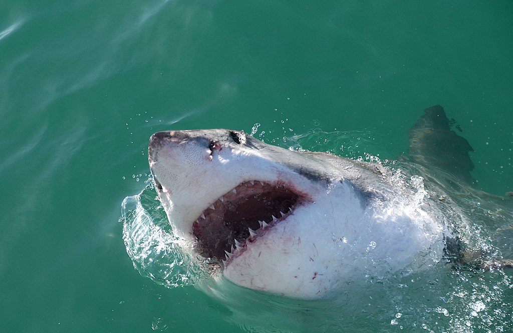 Close Up Photo of Great White Shark (Carcharodon carcharias), Underwater Photo