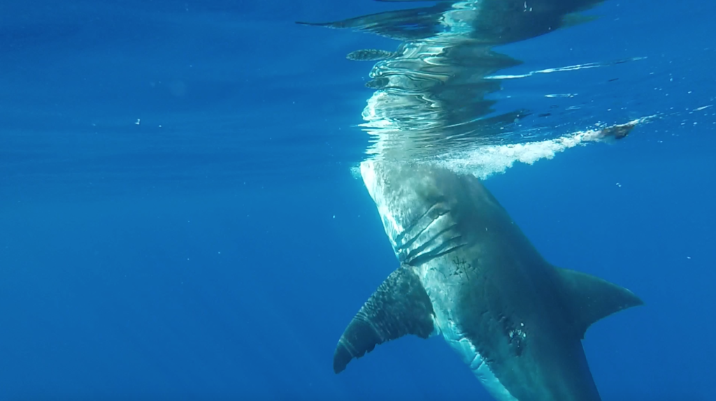 Close Up Photo of Great White Shark (Carcharodon carcharias), Underwater Photo