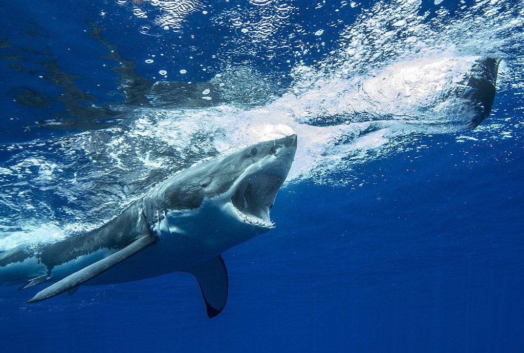 Close Up Photo of Great White Shark (Carcharodon carcharias), Underwater Photo