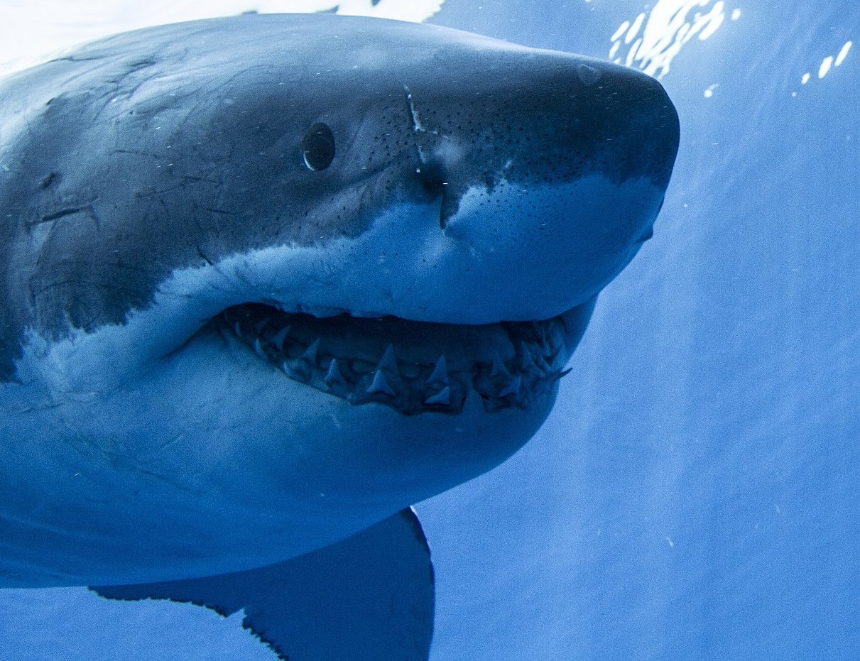 Close Up Photo of Great White Shark (Carcharodon carcharias), Underwater Photo