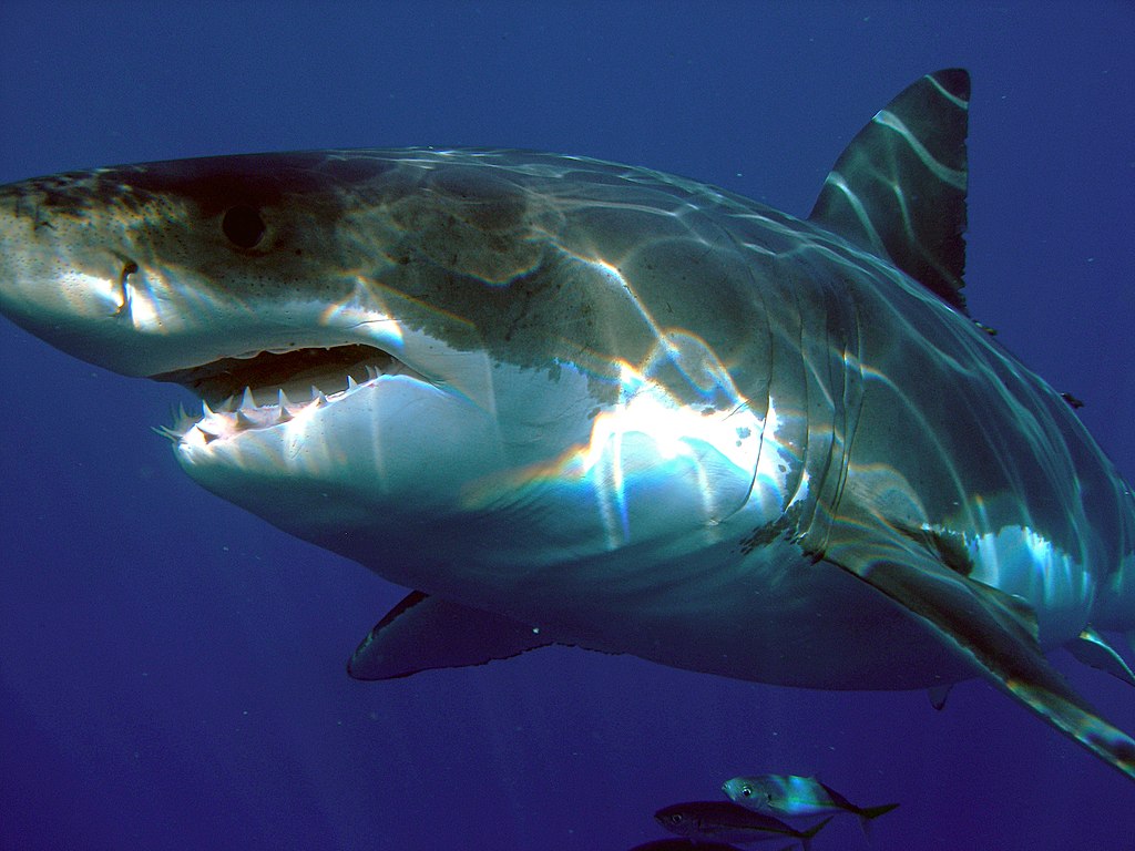 Close Up Photo of Great White Shark (Carcharodon carcharias), Underwater Photo