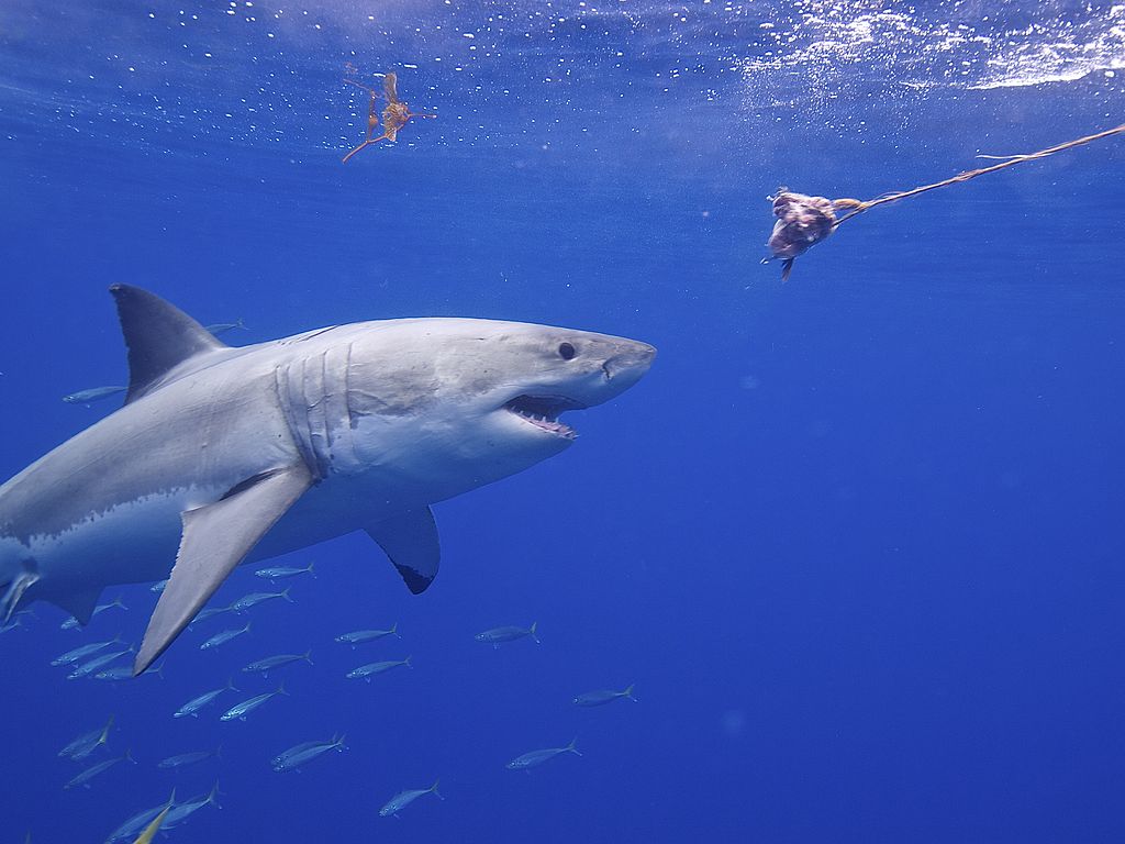 Close Up Photo of Great White Shark (Carcharodon carcharias), Underwater Photo