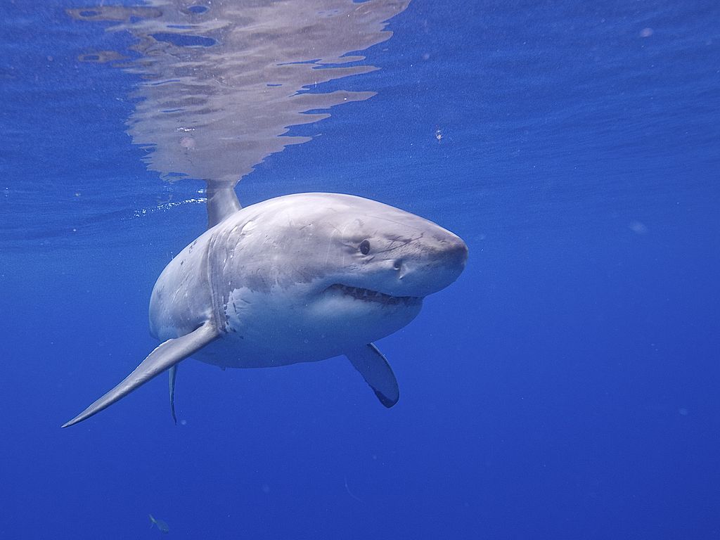 Close Up Photo of Great White Shark (Carcharodon carcharias), Underwater Photo