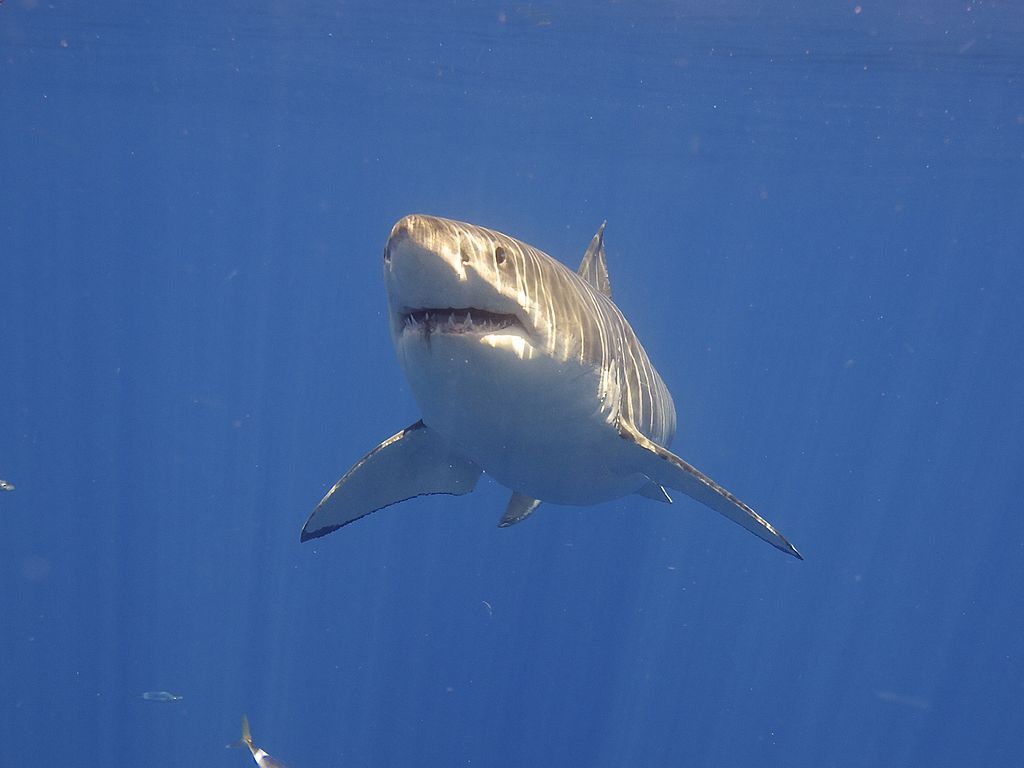 Close Up Photo of Great White Shark (Carcharodon carcharias), Underwater Photo