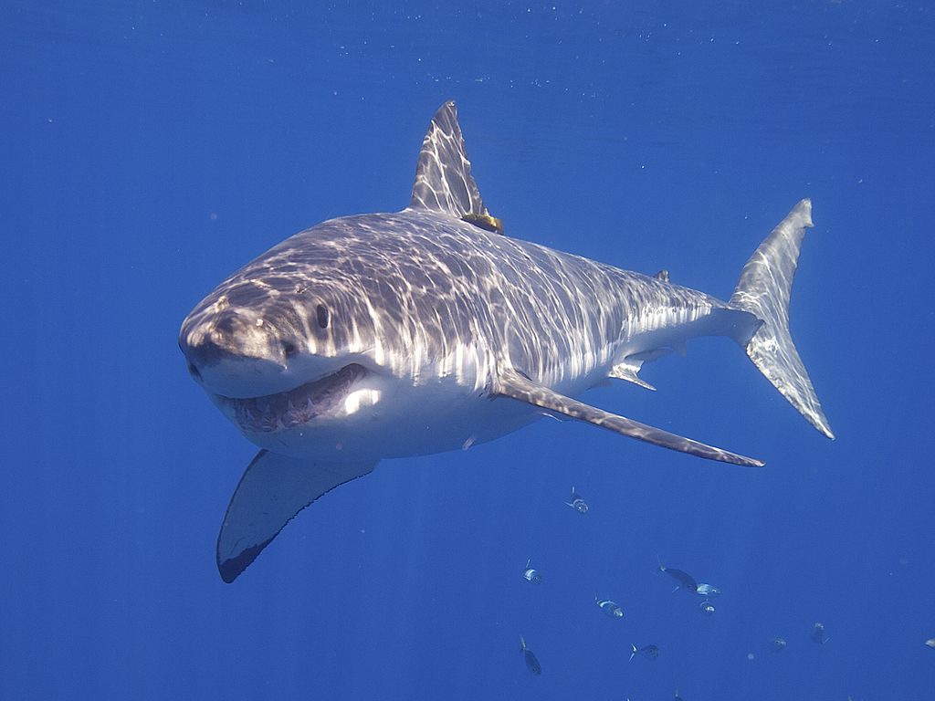 Close Up Photo of Great White Shark (Carcharodon carcharias), Underwater Photo.