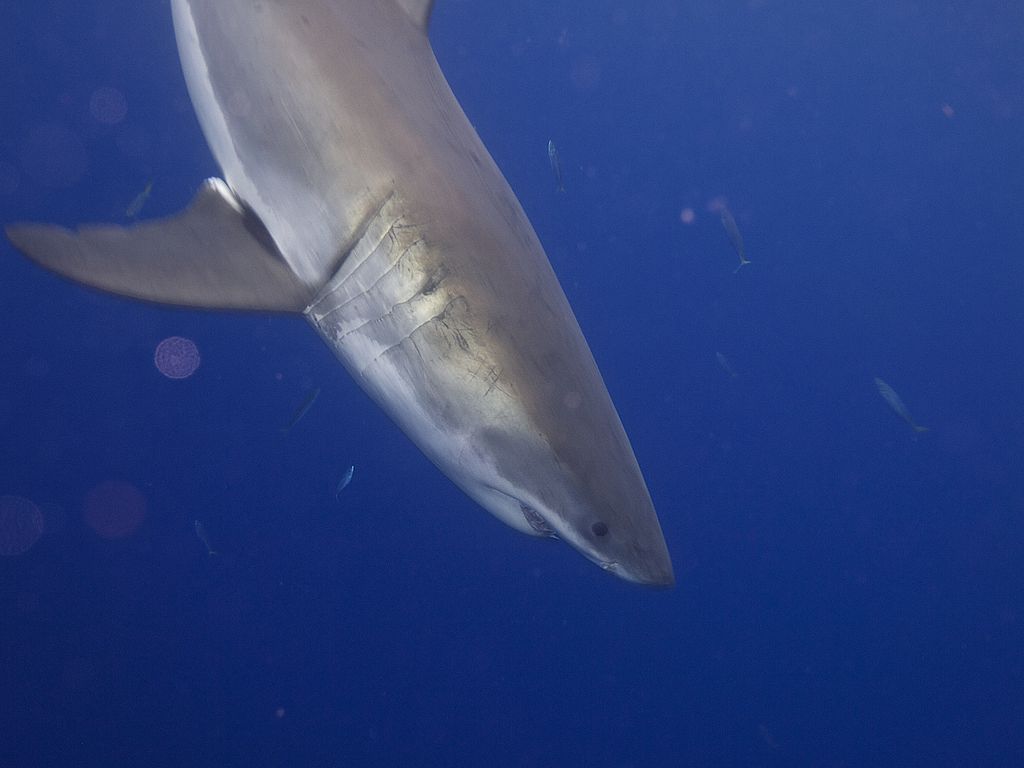 Close Up Photo of Great White Shark (Carcharodon carcharias), Underwater Photo.
