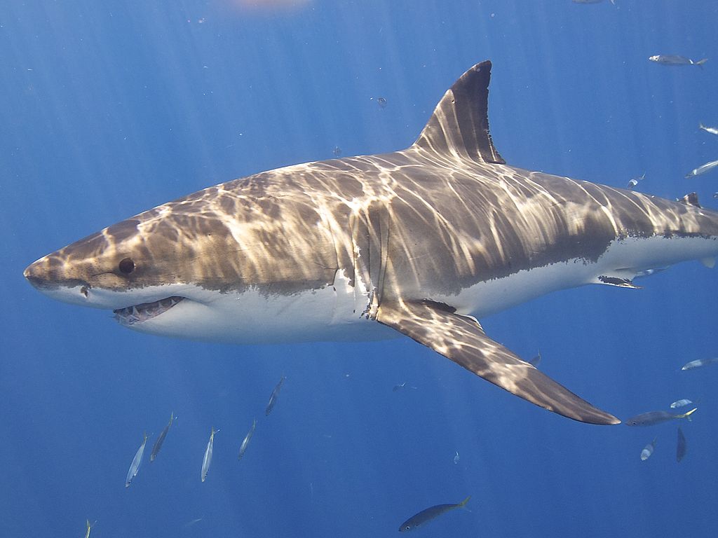 Close Up Photo of Great White Shark (Carcharodon carcharias), Underwater Photo.