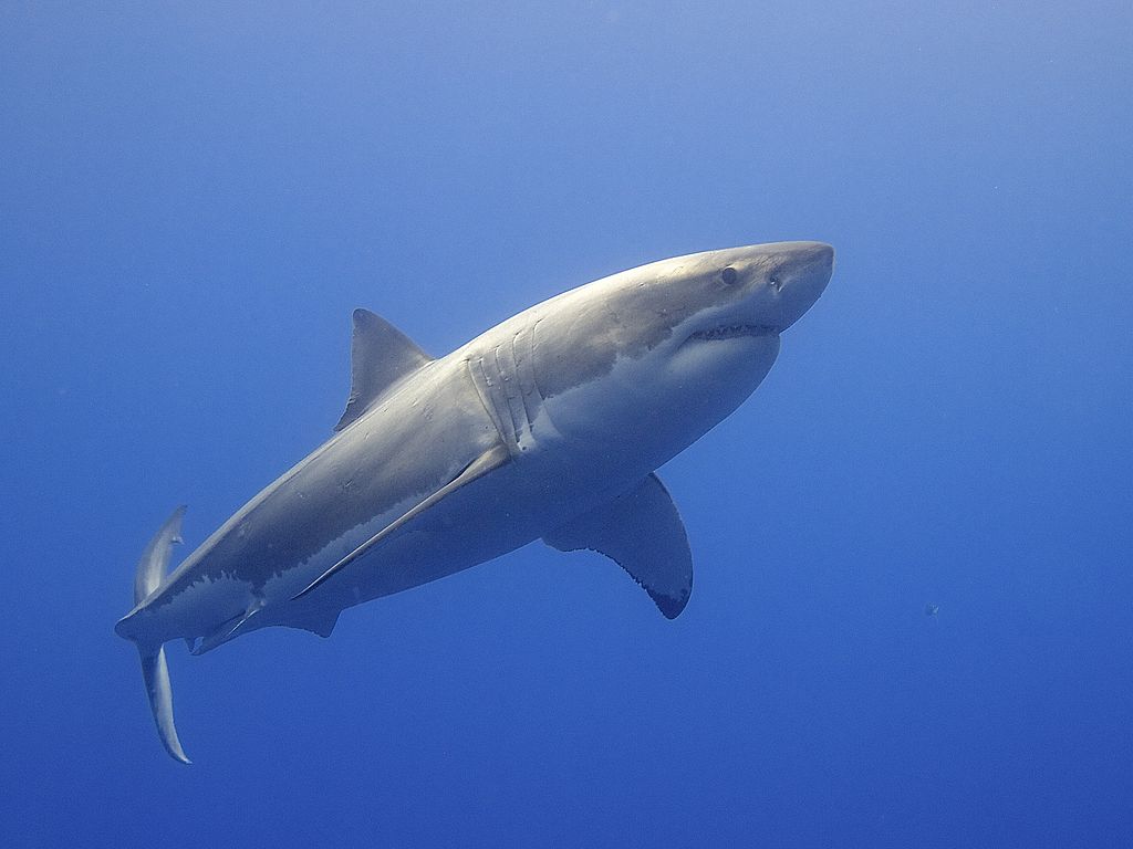 Close Up Photo of Great White Shark (Carcharodon carcharias), Underwater Photo.