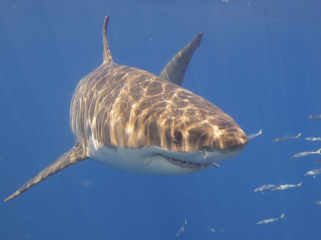 Close Up Photo of Great White Shark (Carcharodon carcharias), Underwater Photo