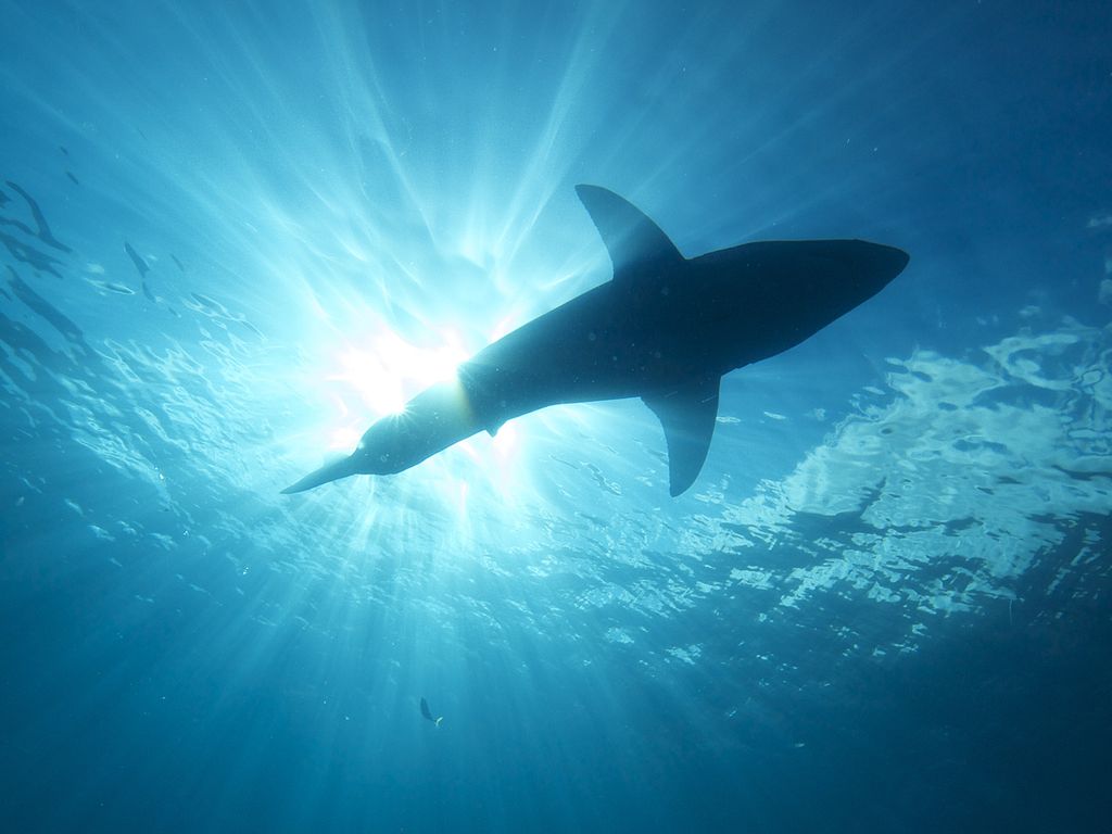 Close Up Photo of Great White Shark (Carcharodon carcharias), Underwater Photo