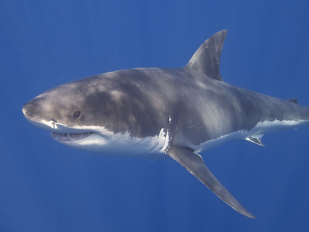 Close Up Photo of Great White Shark (Carcharodon carcharias), Underwater Photo
