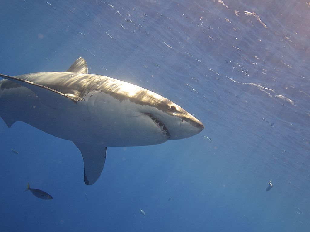 Close Up Photo of Great White Shark (Carcharodon carcharias), Underwater Photo