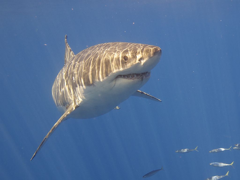 Close Up Photo of Great White Shark (Carcharodon carcharias), Underwater Photo