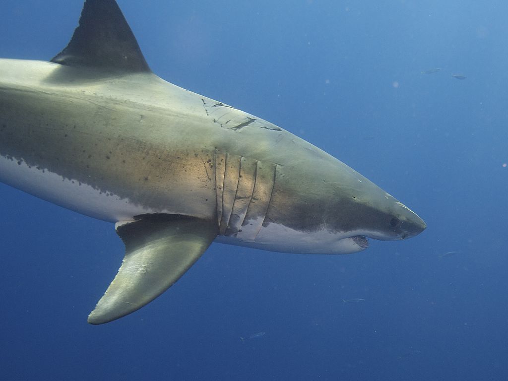 Close Up Photo of Great White Shark (Carcharodon carcharias), Underwater Photo