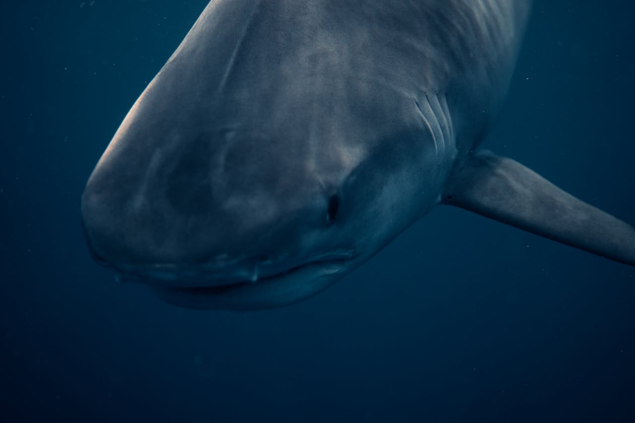 Close Up Photo of Great White Shark (Carcharodon carcharias), Underwater Photo