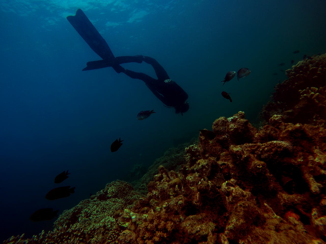 Photography of Person Swimming Under Water.