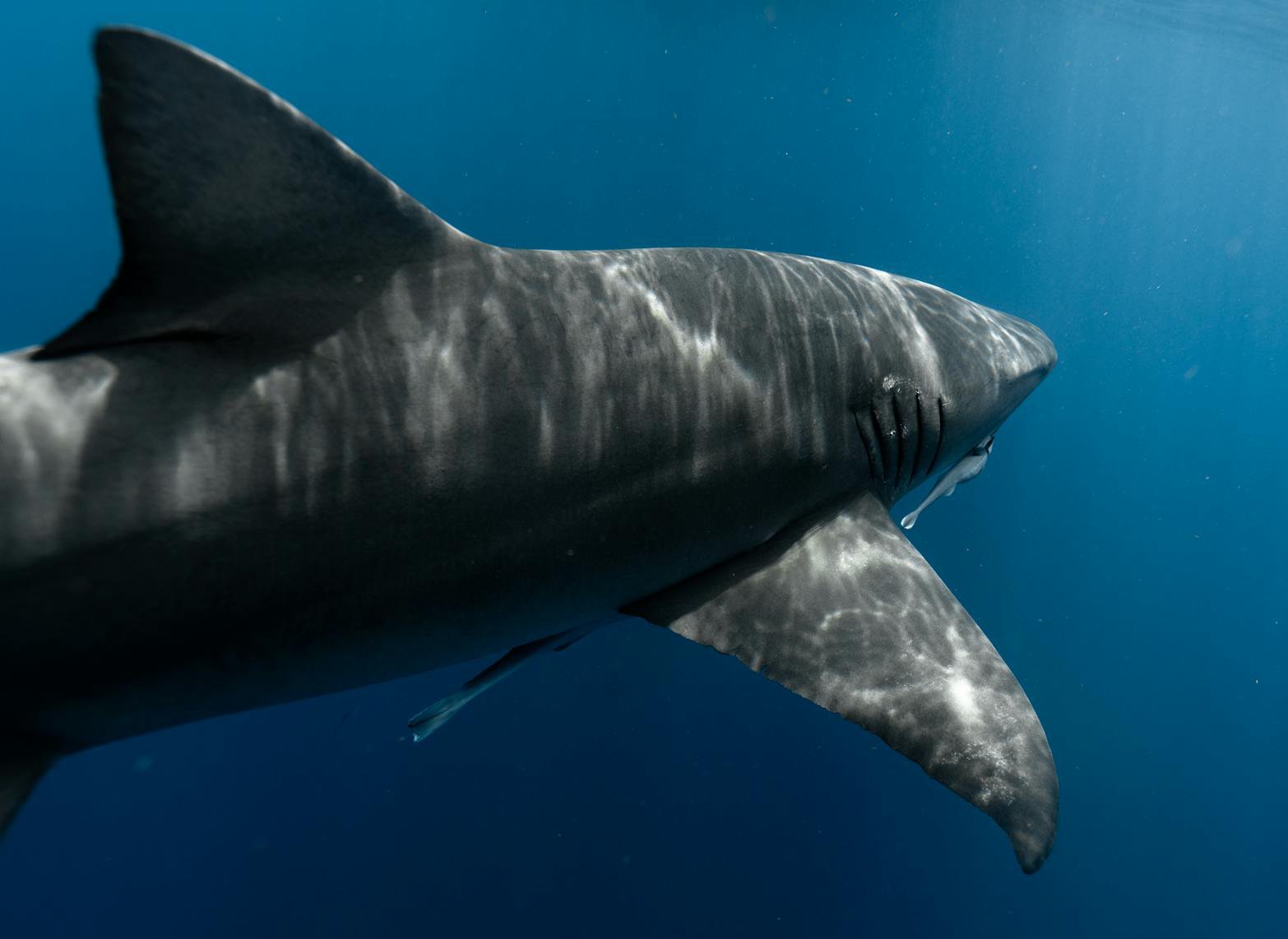 Close Up Photo of Great White Shark (Carcharodon carcharias), Underwater Photo.