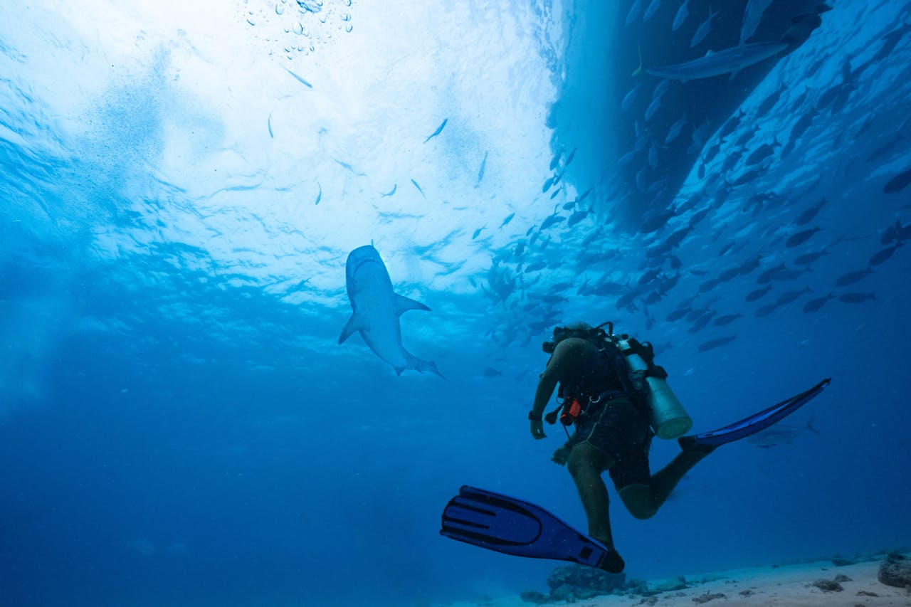 Close Up Photo of Great White Shark (Carcharodon carcharias) an a diver, Underwater Photo.