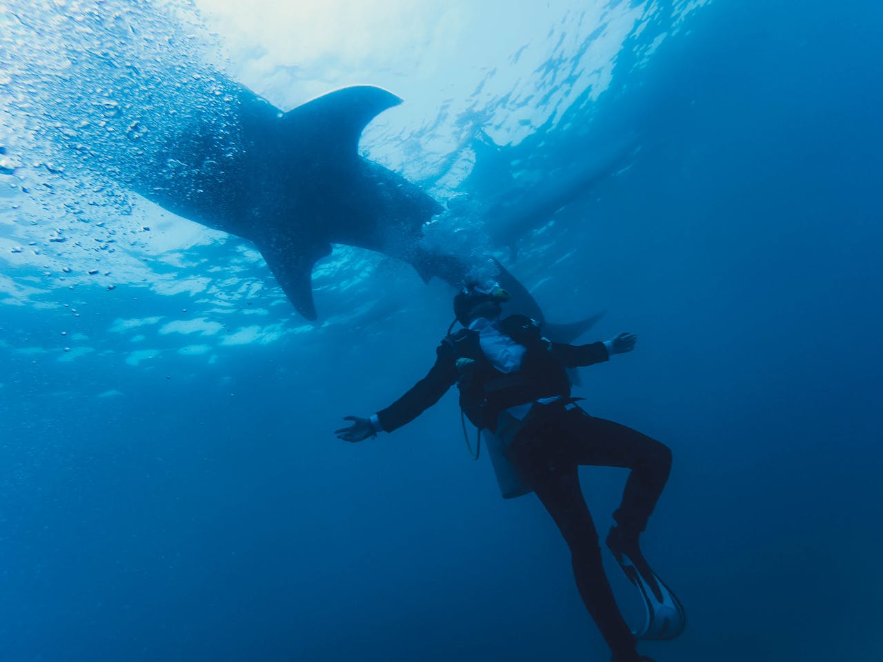 Diver in wetsuit swimming near shark underwater
