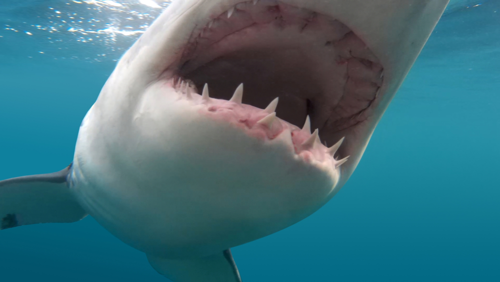 Close Up Photo of Great White Shark (Carcharodon carcharias), Underwater Photo